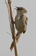 Delicate Prinia