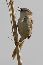 Prinia délicate