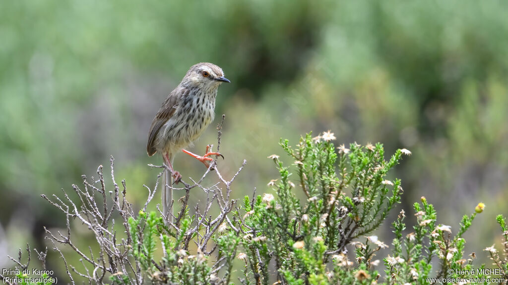 Prinia du Karroo