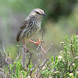 Prinia du Karroo