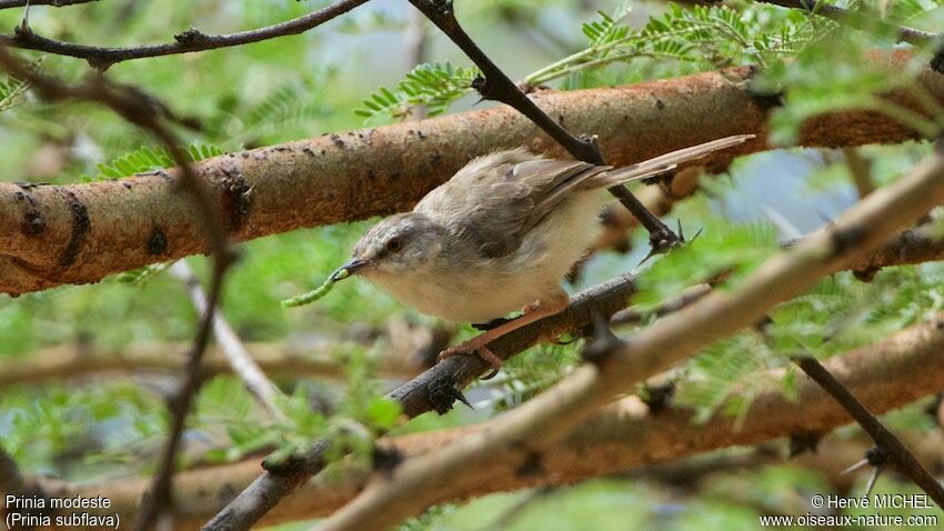 Prinia modeste