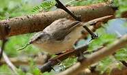 Prinia modeste