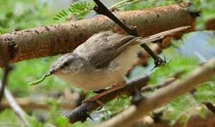 Prinia modeste