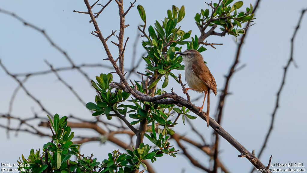 Prinia modeste