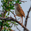 Prinia modeste
