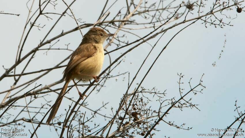 Prinia simple