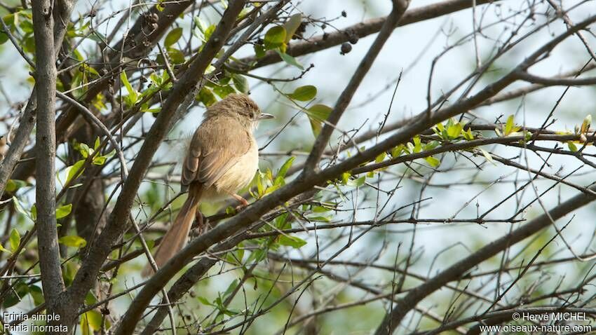 Prinia simple