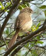 Plain Prinia