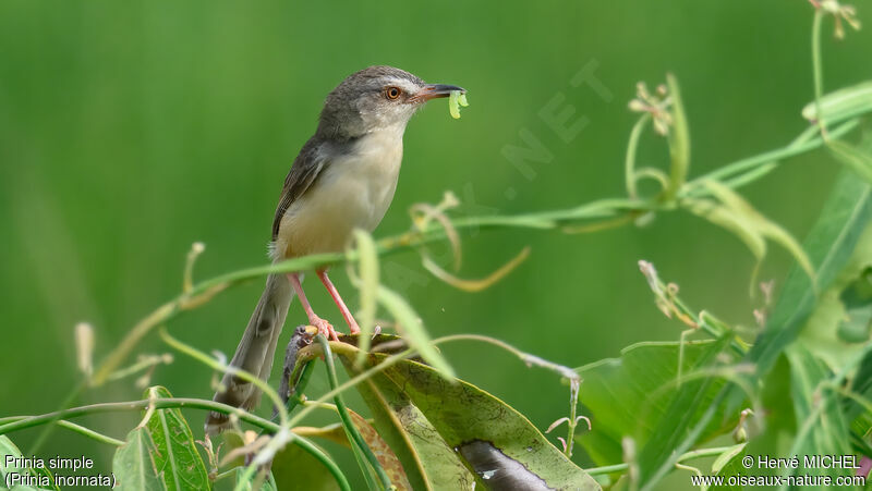 Prinia simple