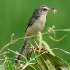 Prinia simple