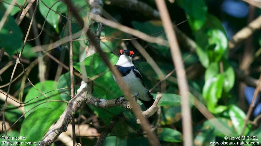 Brown-throated Wattle-eyeadult