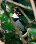 Brown-throated Wattle-eye