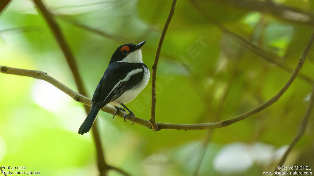 Brown-throated Wattle-eye