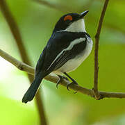 Brown-throated Wattle-eye