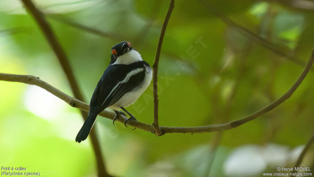 Brown-throated Wattle-eye