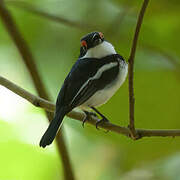 Brown-throated Wattle-eye