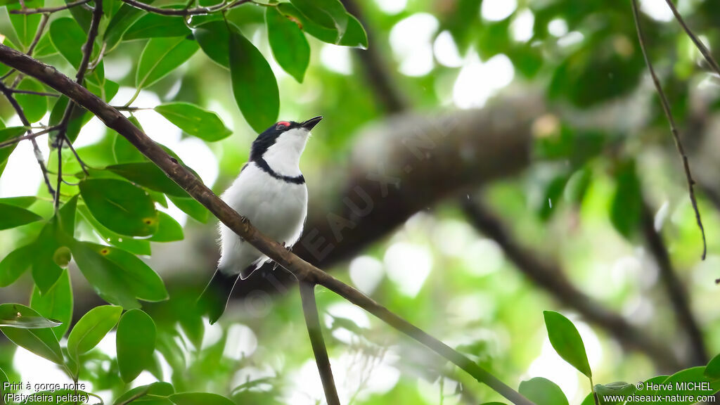 Pririt à gorge noire