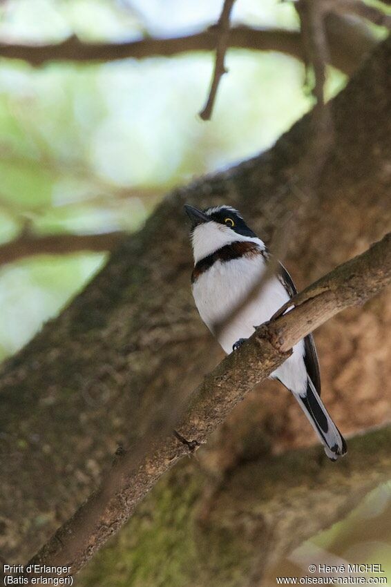 Western Black-headed Batis