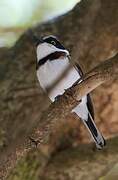 Western Black-headed Batis