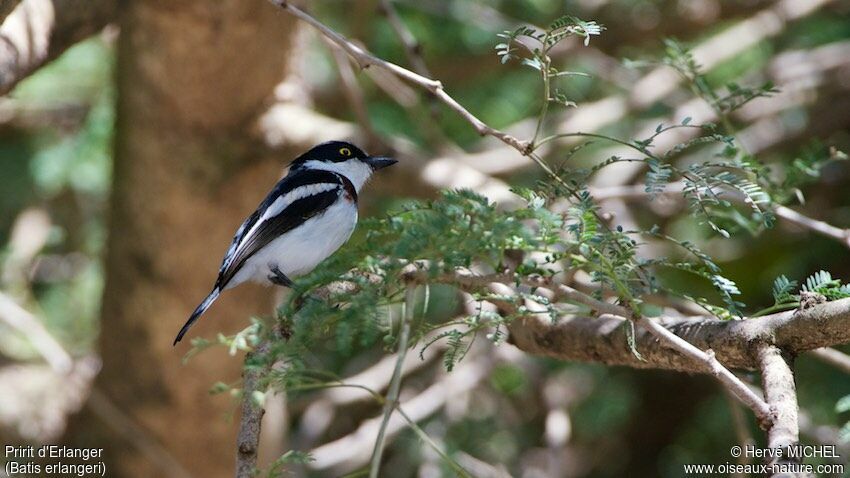 Western Black-headed Batis