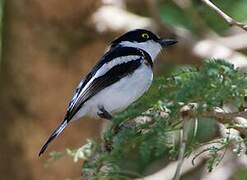 Western Black-headed Batis