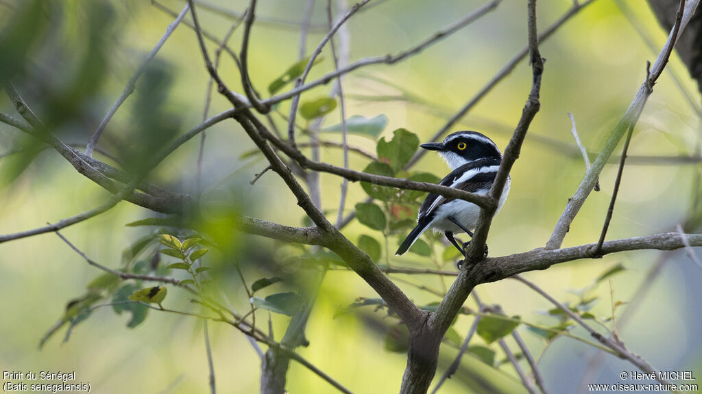 Senegal Batis