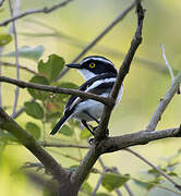 Senegal Batis