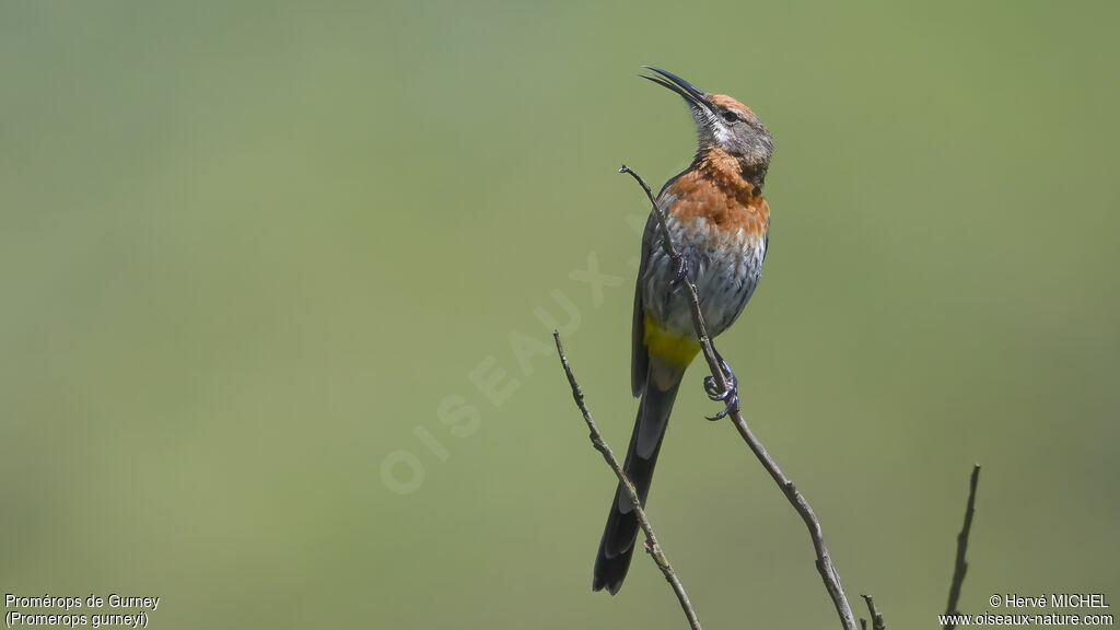 Promérops de Gurney