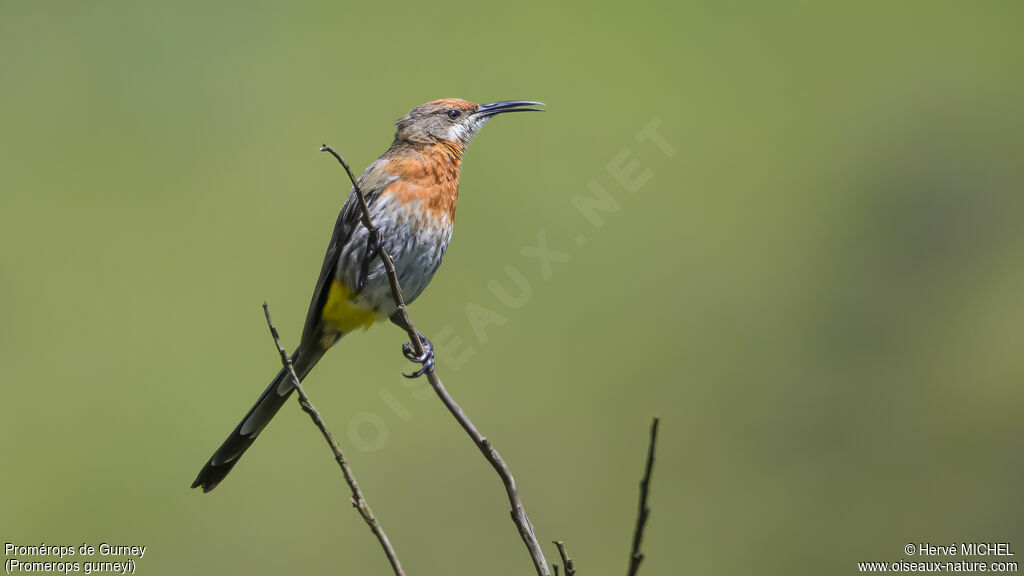 Promérops de Gurney