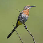 Promérops de Gurney