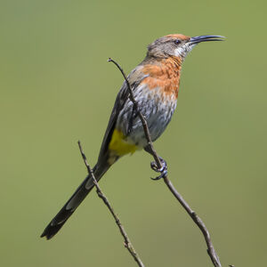 Promérops de Gurney