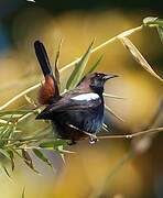 Indian Robin