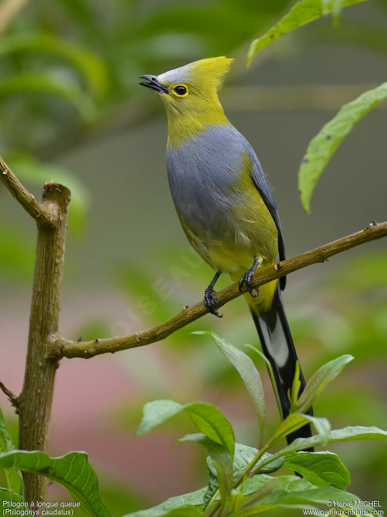 Long-tailed Silky-flycatcher