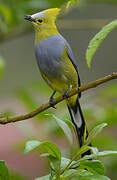 Long-tailed Silky-flycatcher