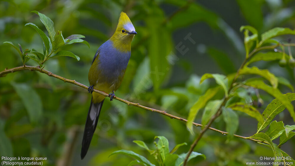 Long-tailed Silky-flycatcher