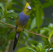 Long-tailed Silky-flycatcher