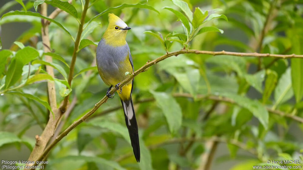 Long-tailed Silky-flycatcher