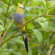 Long-tailed Silky-flycatcher