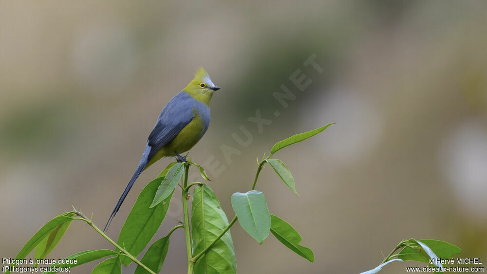 Long-tailed Silky-flycatcher