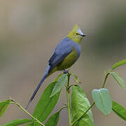 Long-tailed Silky-flycatcher