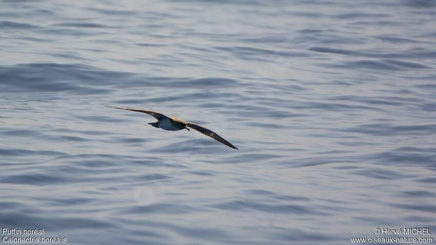 Cory's Shearwater