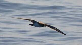 Cory's Shearwater