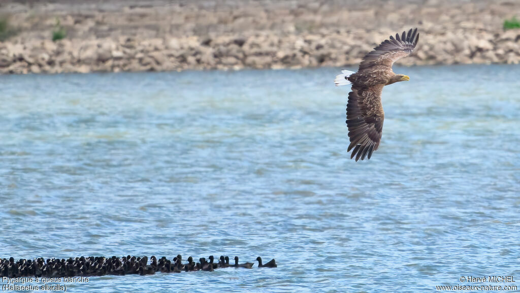 White-tailed Eagle