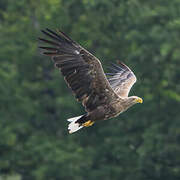 White-tailed Eagle