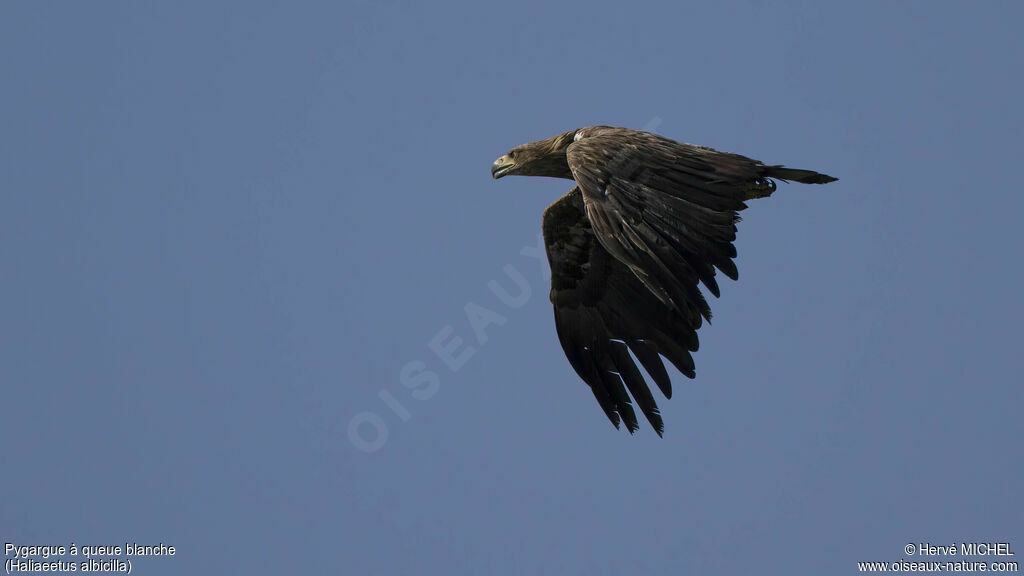 White-tailed Eagleimmature