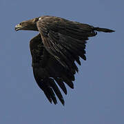 White-tailed Eagle