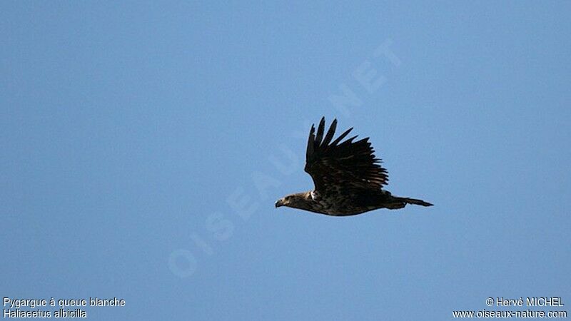 White-tailed Eagleimmature