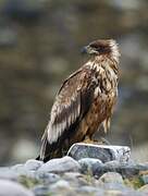 White-tailed Eagle