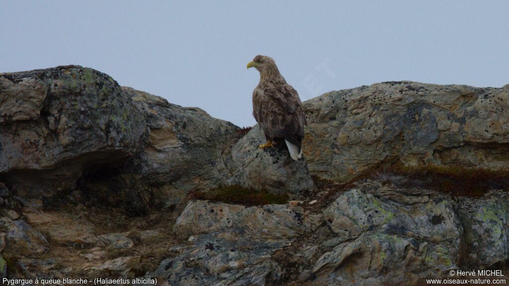 White-tailed Eagleadult