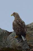 White-tailed Eagle